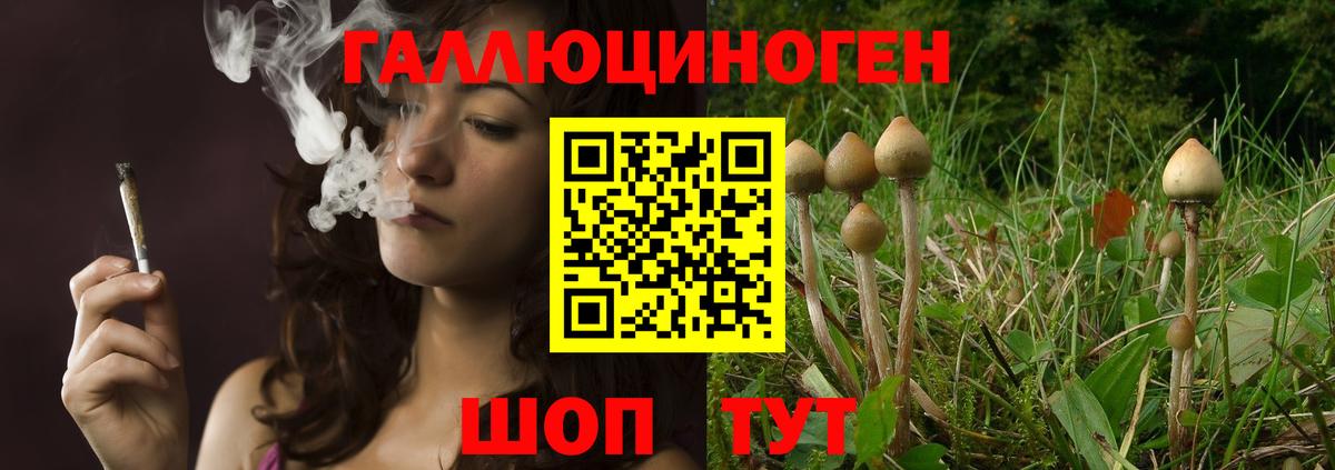 Псилоцибиновые грибы Psilocybine cubensis Волжск